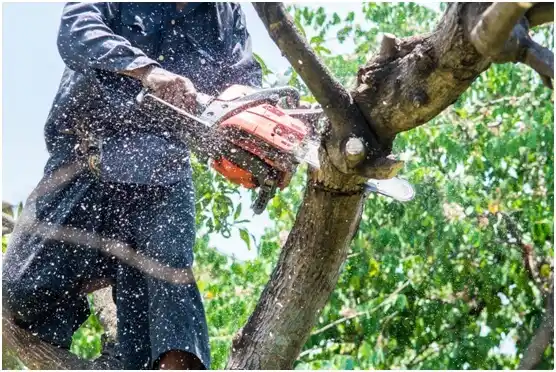 tree services Riverton